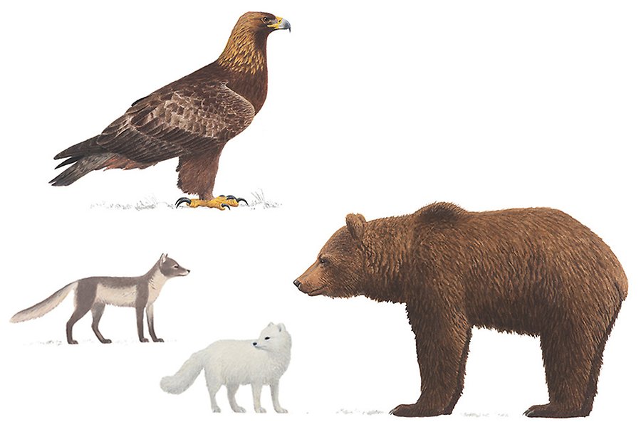 Illustration av en kungsörn högst upp, fjällräv i två versioner till vänster och en brunbjörn till höger.