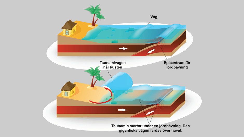 Illustration som visar hur en tsunammi uppstår genom en jordbävning och hur vågor sedan färdas mot kusten.