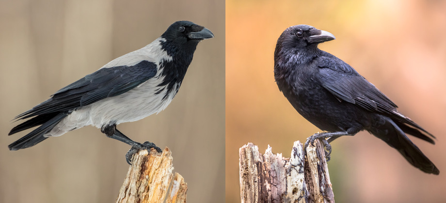Till vänster en svart kråka på en stubbe och till höger en gråsvart. Kråkorna i Norden och Östeuropa är gråa och svarta, medan kråkorna i Västeuropa är helsvarta.