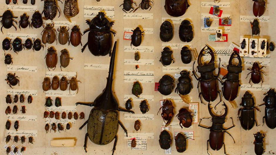 Glaslåda med nålade skalbaggar i olika storlekar.