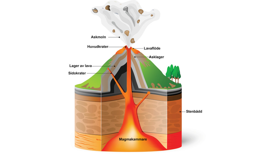 En illustration av hur en vulkan kan se ut i genomskärning med magmakammaren i botten och huvudkrater upptill och flöden av magma nedför dess kanter.