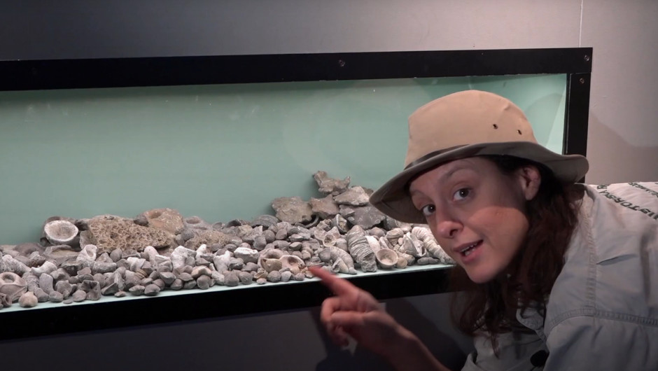 Dino-Doris pekar på fossil i en monter.