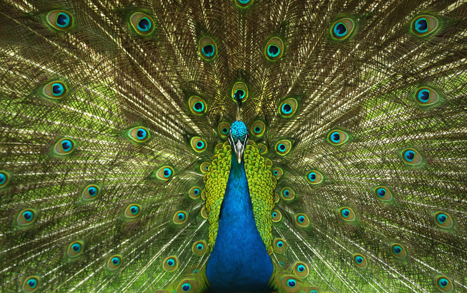 En färggrann påfågel sträcker ut sina stjärtfjädrar, fotograferad rakt framifrån
