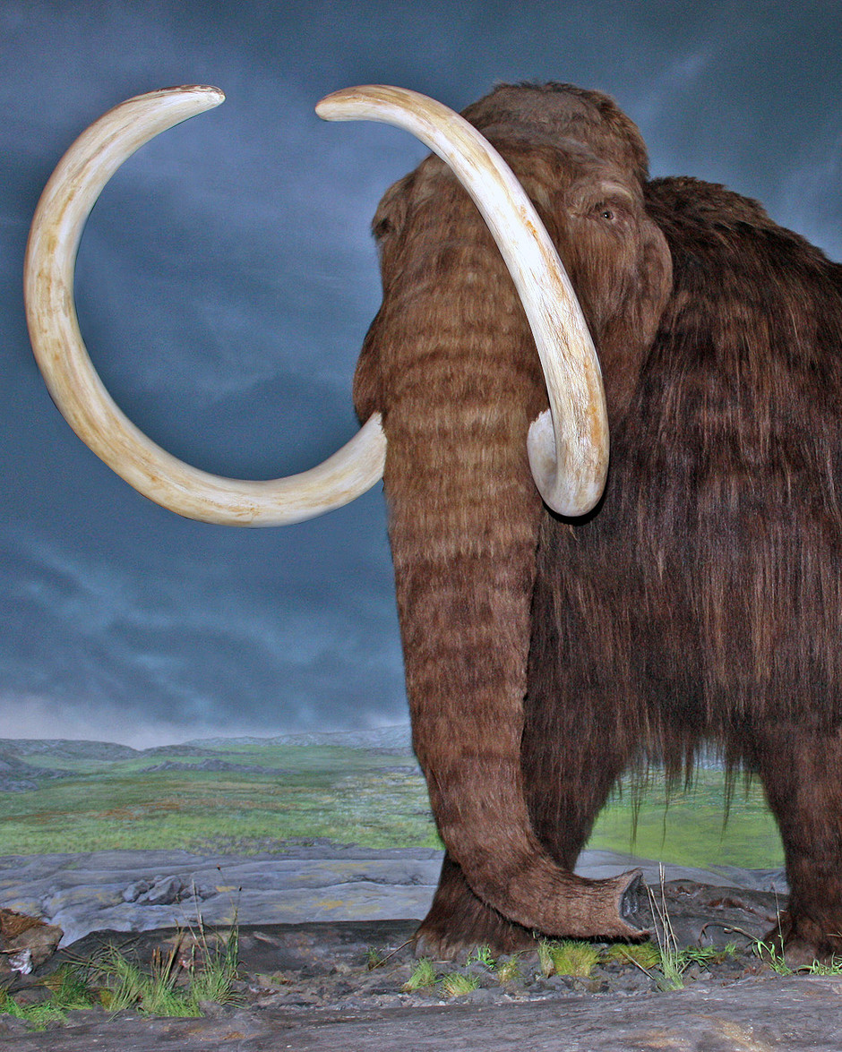 En restaurering av en ullhårig mammut på fotograferad på Royal British Columbia Museum, Victoria, British Columbia. Den blickar ut mot betraktaren med sina stora betar, blå bakgrund.