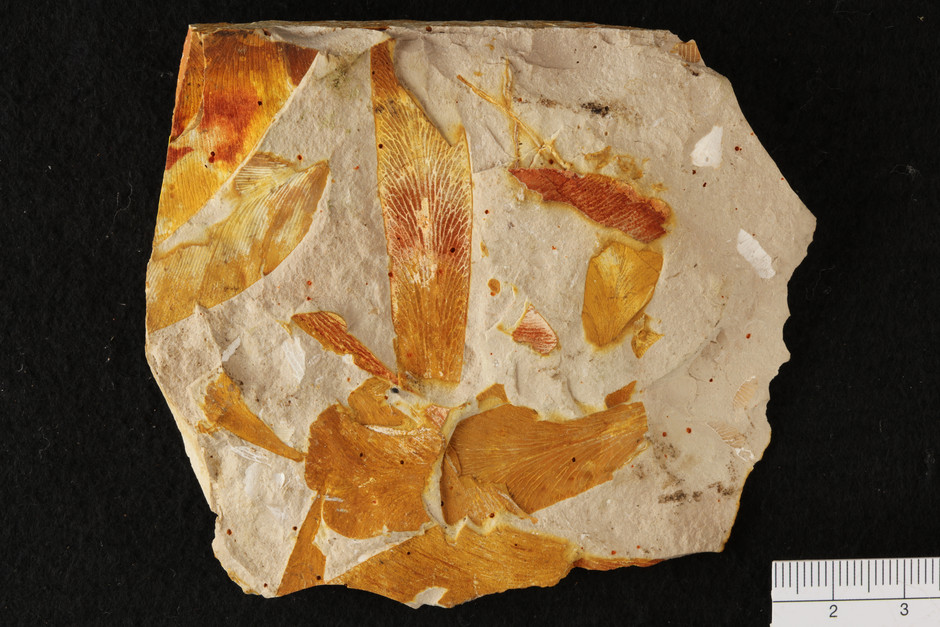 Bild av fossil i en sten. Fossilen är gult och stenen är beige. Fossilet ligger på en svart bakgrund.