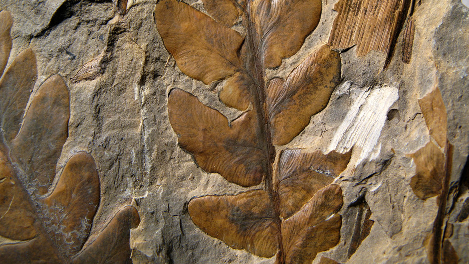Fossil på sten. Fossilet har flera blad.