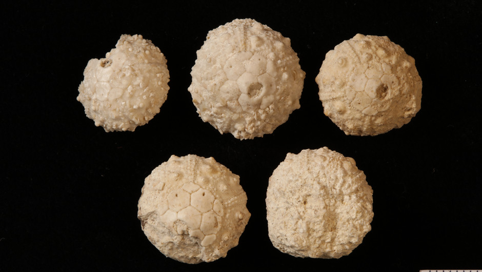 Fem stycken ljust beiga fossiler. Fossiler är runda som bollar med utbutningar runt hela. Bakgrunden är svart.
