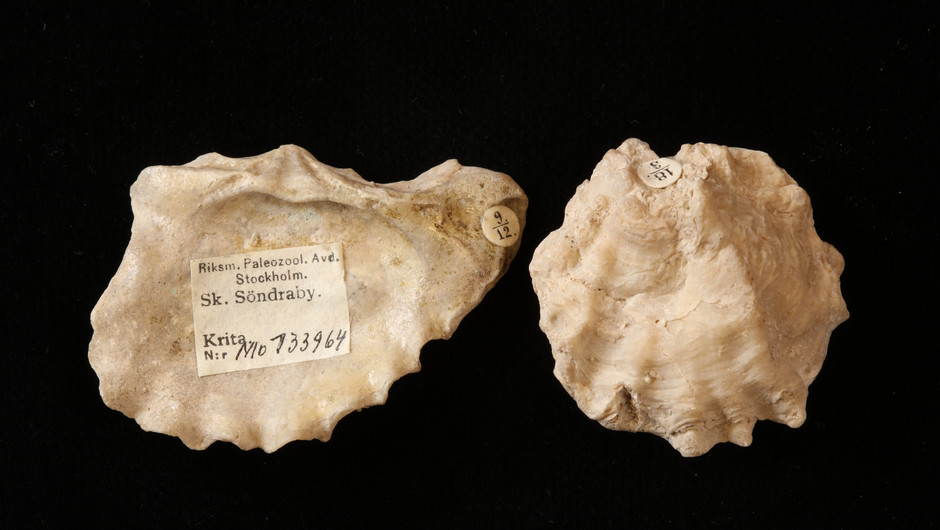 Två stycken ljust beiga fossiler. På ena fossilet är det en lapp där det står att den tillhör Naturhistoriska riksmuseet och att den är från Krita-perioden.