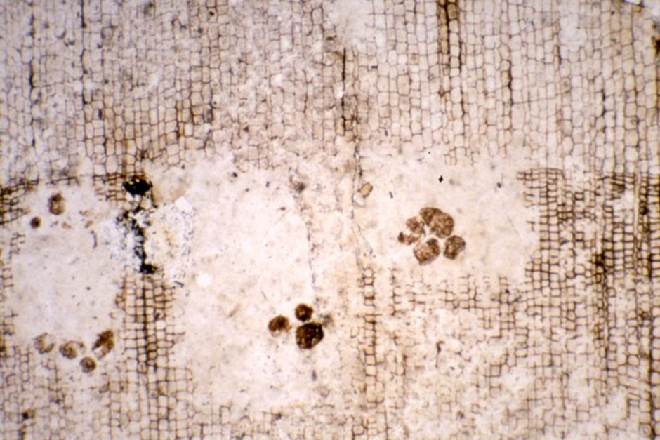 Microscopic photo of the cells of fossil wood