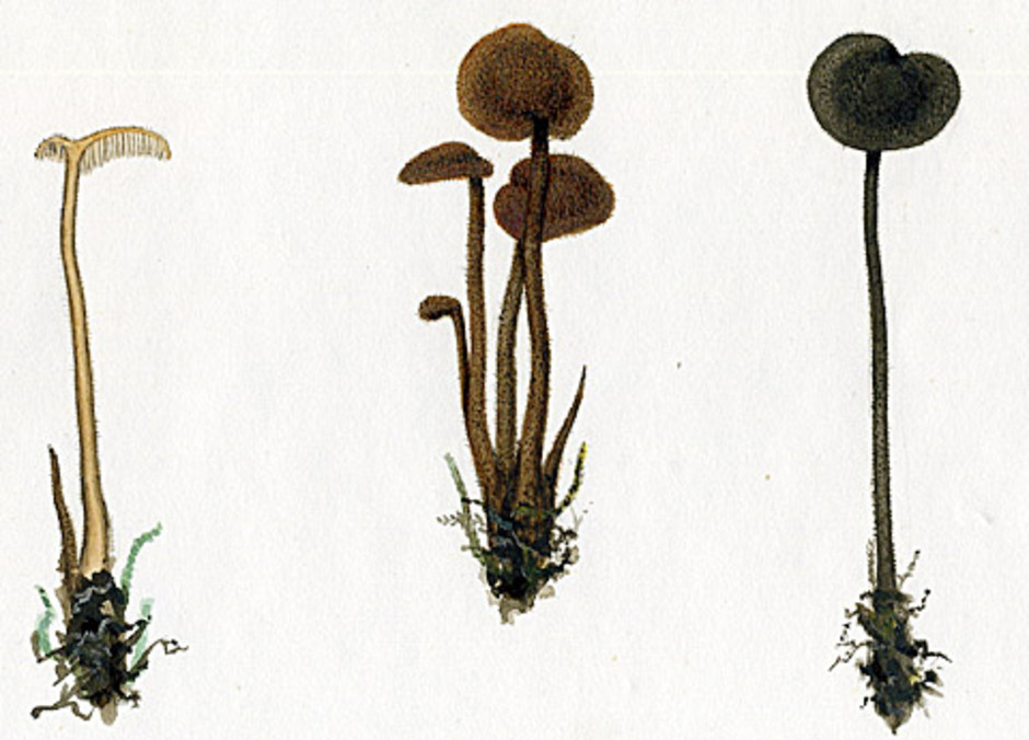 Örtaggsvamparna på bilden plockades i skogarna kring Uppsala i oktober 1858 och avbildades av P. Åkerlund under ledning av mykologen Elias Fries. Originalet tillhör Naturhistoriska riksmuseet.