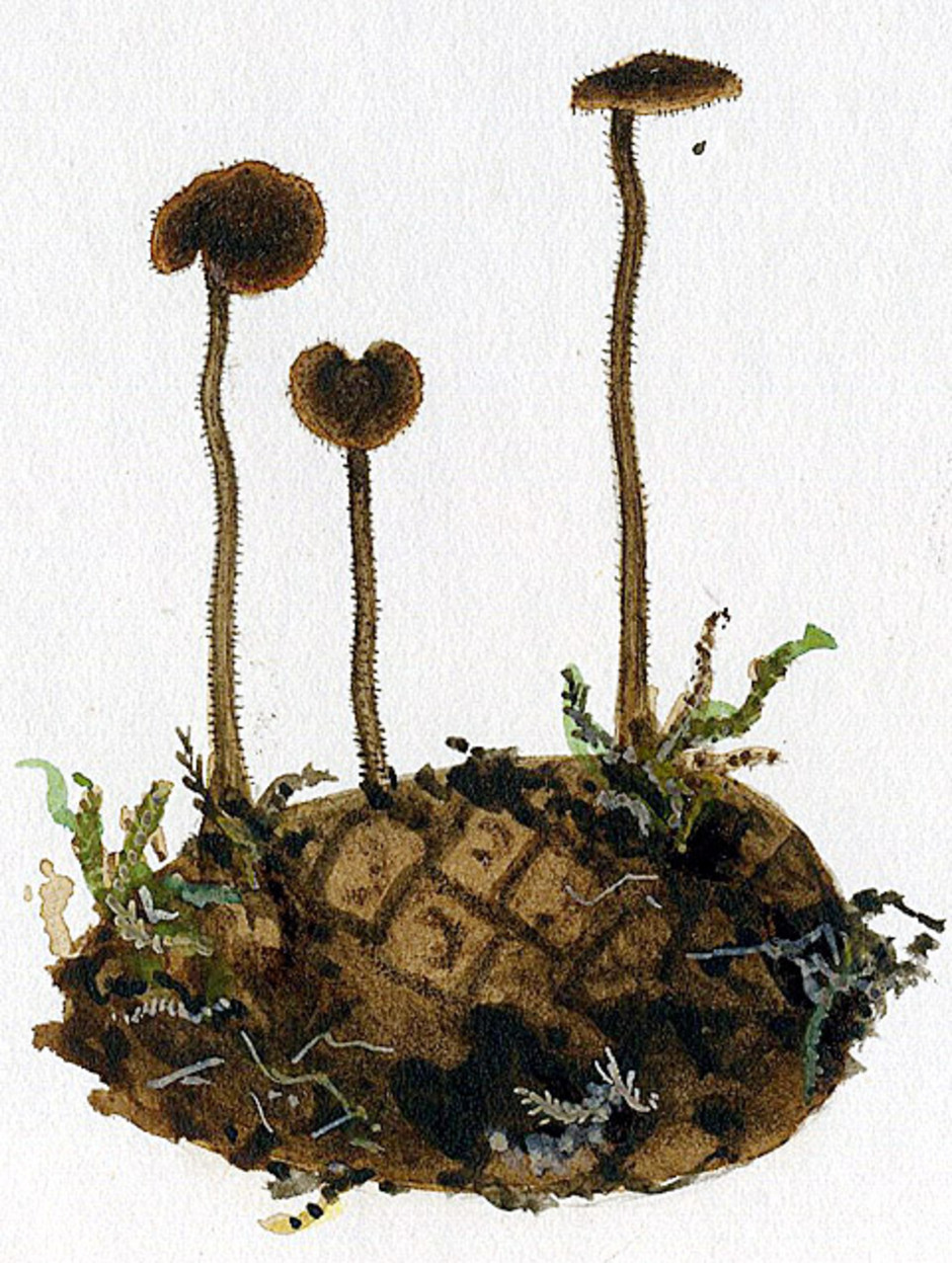 Örtaggsvampen växer på helt eller delvis begravda kottar. Akvarell av Petter Åkerlund utförd under ledning av Elias Fries. Originalet tillhör Naturhistoriska riksmuseet.