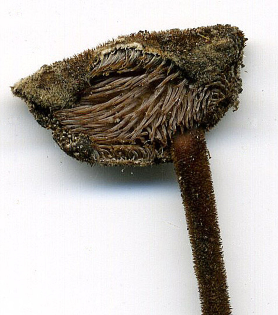På undersidan av hatten har örtaggsvampen långa bruna taggar som så småningom pudras vita av sporer. Lägg också märke till den fint ludna foten och hattens ovansida.