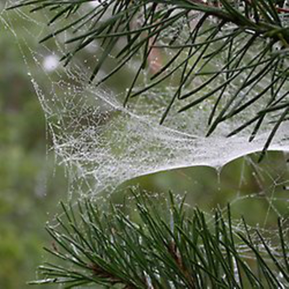 Tall med spindelväv. Foto: Lars-Åke Janzon