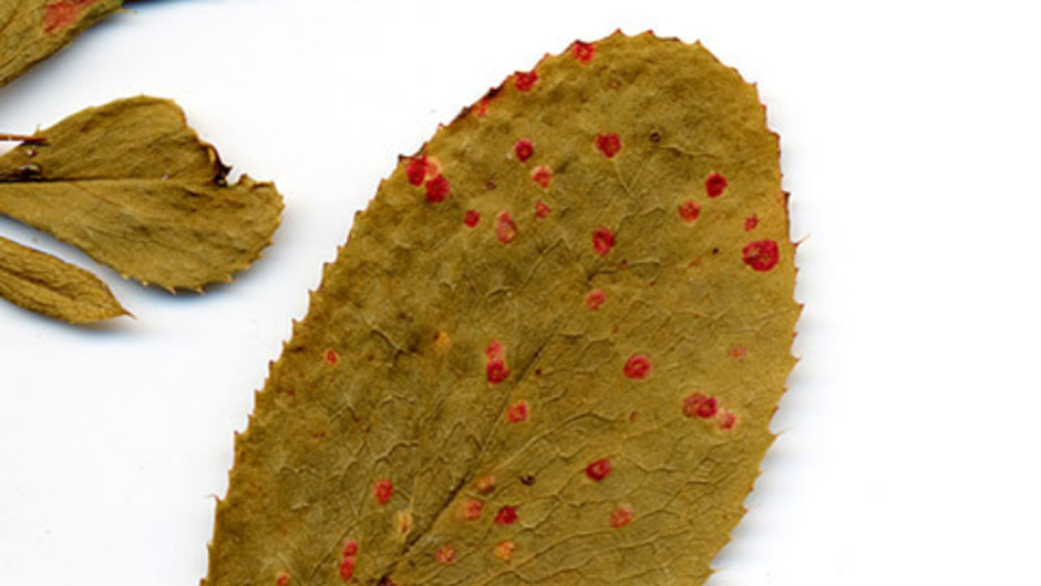 Rödgula fläckar av svartrost på översidan av berberisblad. Insamlad i Österrike, Burgenland, av Th. Barta år 1995. Ur Naturhistoriska riksmuseets samlingar.