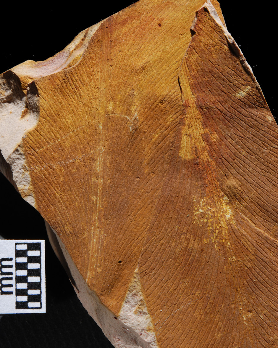 En närbild av ett fossil. Fossilen är brun med skåror, bakdrungen är svart.