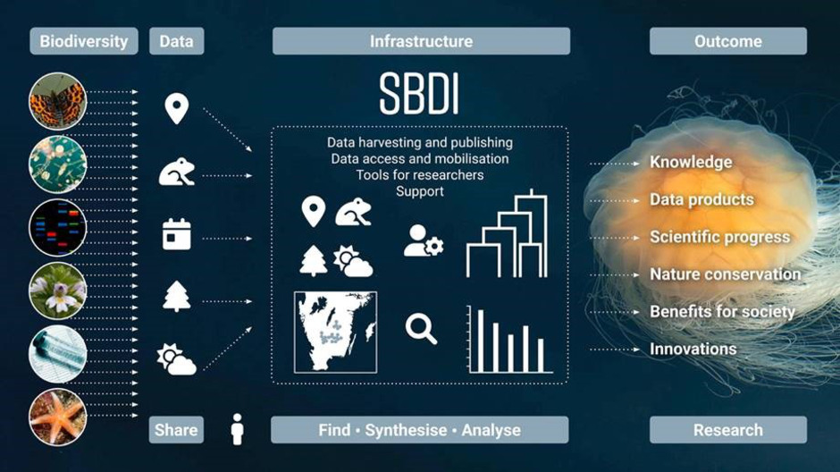 Diagram of SBDI services