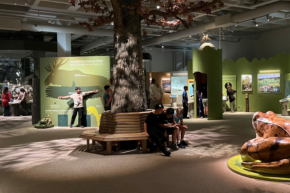 Elever arbetar i utställningen Natur i Sverige