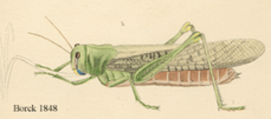 Vuxen gräshoppa. Från Borck 1848.