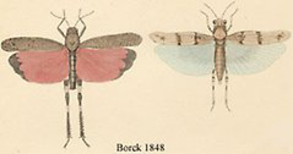 Trumgräshoppan Psophus stridulus och den blåvingade gräshoppan Sphingonotus caerulans med utfällda vingar