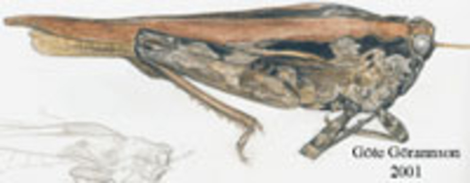 Nordtorngräshoppa, Tetrix fuliginosa. Kroppslängd 12 - 17 mm - könen lika. Finns i fjällnära områden.