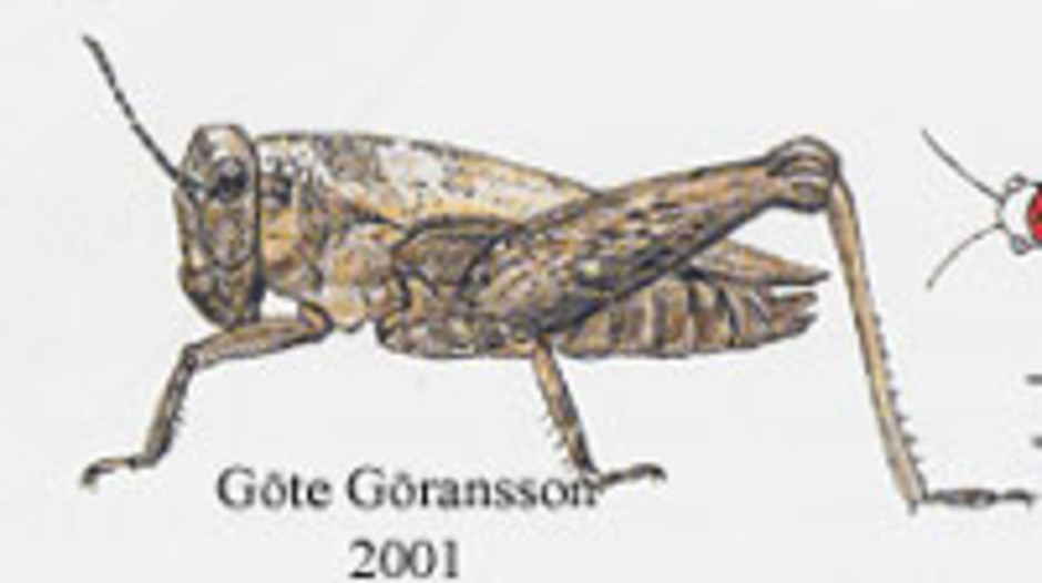 Glänttorngräshoppa, Tetrix undulata. Kroppslängd 8-15 mm - könen lika. Finns i hela Sverige.
