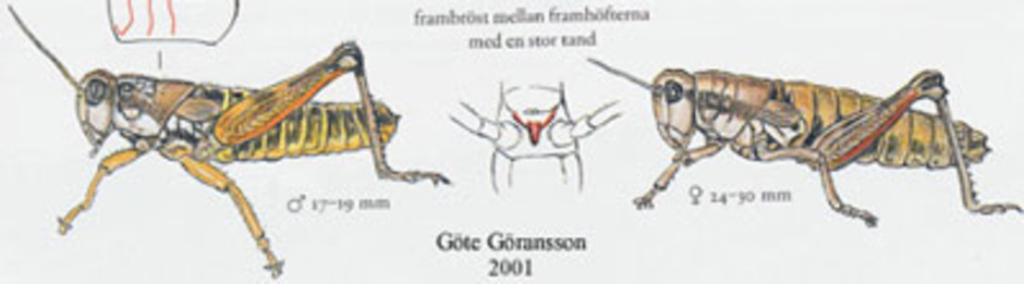 Skogsgräshoppa, Podisma pedestris. Kroppslängd 17 - 30 mm - hane (till vänster) och hona (till höger). Finns i hela landet.