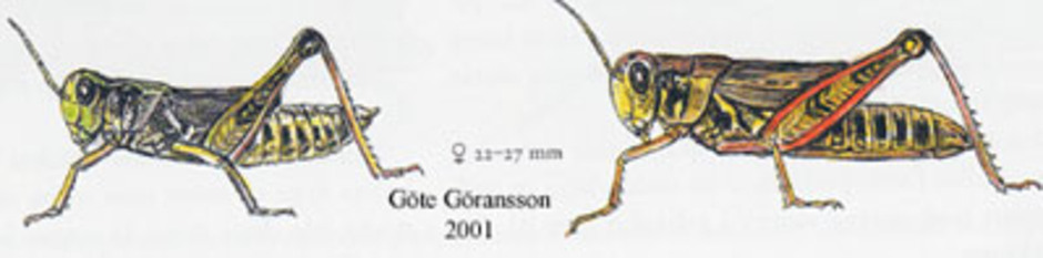 Fjällgräshoppa, Melanoplus frigidus. Kroppslängd 20 - 27 mm - hane (till vänster) och hona (till höger). Finns på fjällhedar.