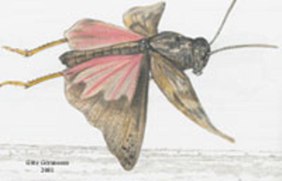 Rosenvingad gräshoppa, Bryodema tuberculata. Kroppslängd 26 - 39 mm - könen lika. Finns i Sverige enbart på Öland och är dess landskapsinsekt.