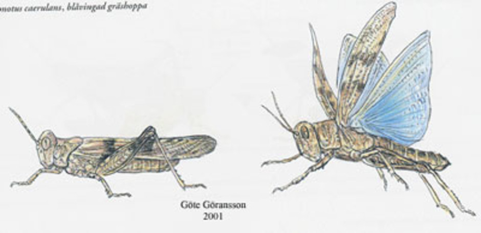 Blåvingad gräshoppa, Sphingonotus caerulans. Kroppslängd 15 - 25 mm - könen lika. Finns i Västergötland, Bohuslän, Öland och Gotland. Se även foto nedan.