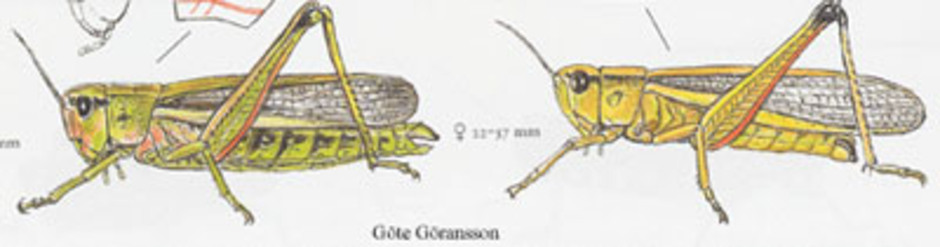Kärrgräshoppa, Mecostethus grossus. Kroppslängd 20 - 37 mm - hane (till vänster) och hona (till höger). Finns i nästan hela Sverige.
