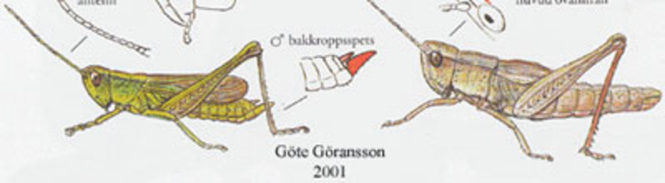 Guldgräshoppa, Chrysochraon dispar. Kroppslängd 16 - 30 mm - hane (till vänster) och hona (till höger). Den är vanligast i Norrbotten, men finns även på Öland, Gotland, i Västmanland och Uppland.