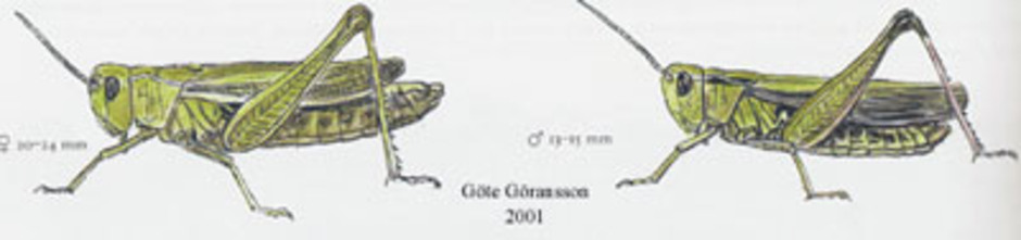 Grön ängsgräshoppa, Omocestus viridulus. Kroppslängd 13 - 24 mm - hona (till vänster) och hane (till höger). Finns i hela Sverige.