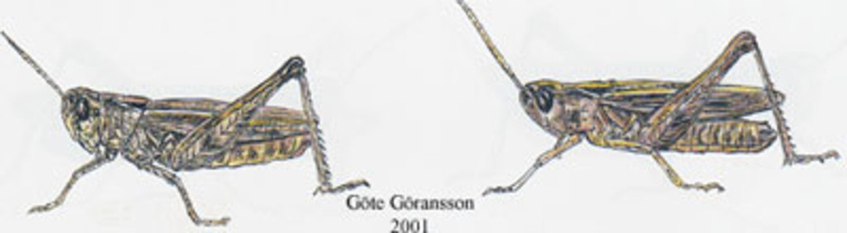 Alvargräshoppa, Omocestus haemorrhoidalis. Kroppslängd 11 - 19 mm - hane (till vänster) och hona (till höger). Finns i Skåne, Öland, Gotland och Västergötland.