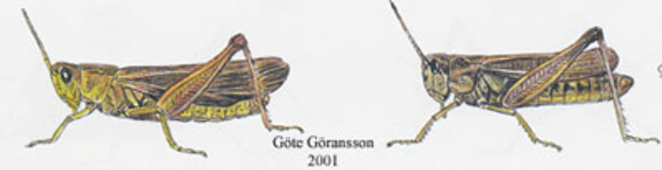 Skärrande gräshoppa, Stauroderus scalaris. Kroppslängd 18 - 29 mm - hane (till vänster) och hona (till höger). Finns i Sverige bara på norra Öland.