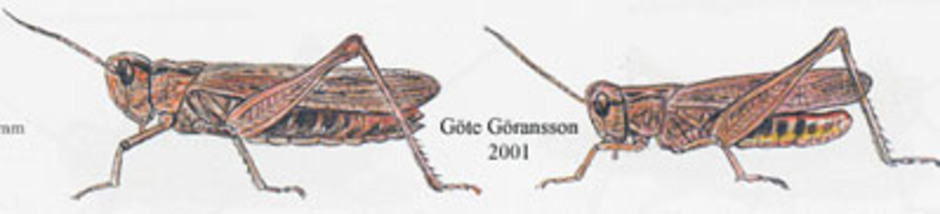 Backgräshoppa, Chorthippus brunneus. Kroppslängd 14 - 25 mm - hona (till vänster) och hane (till höger). Finns i större delan av landet.