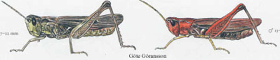 Slåtttergräshoppa, Chorthippus biguttulus. Kroppslängd 13 - 22 mm - hona (till vänster) och hane (till höger). Finns i Sverige upp till Västerbotten och Åsele lappmark.