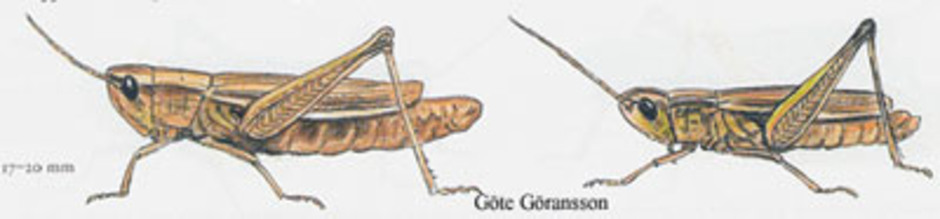 Strandängsgräshoppa, Chorthippus albomarginatus. Kroppslängd 12 - 20 mm - hona (till vänster) och hane (till höger). Finns i Sverige upp till Dalarna och Gästrikland.