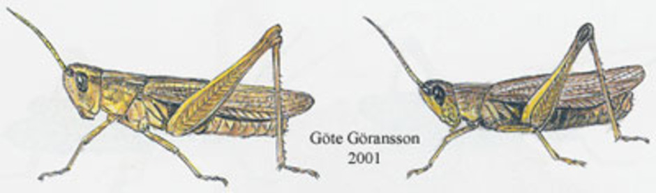 Sydängsgräshoppa, Chorthippus dorsatus. Kroppslängd 14 - 26 mm - hona (till vänster) och hane (till höger). Finns i Skåne, Blekinge, Halland, Småland, Öland, Östergötland, Bohuslän och Närke.