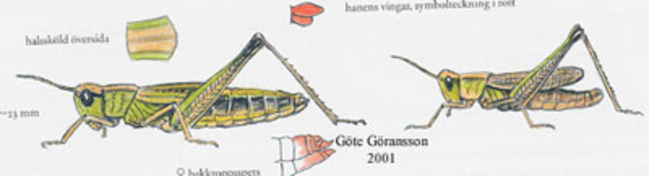 Kortvingad ängsgräshoppa, Chorthippus parallelus. Kroppslängd 13 - 23 mm - hona (till vänster) och hane (till höger). Finns i Sverige upp till Södermanland, Uppland och Västmanland.