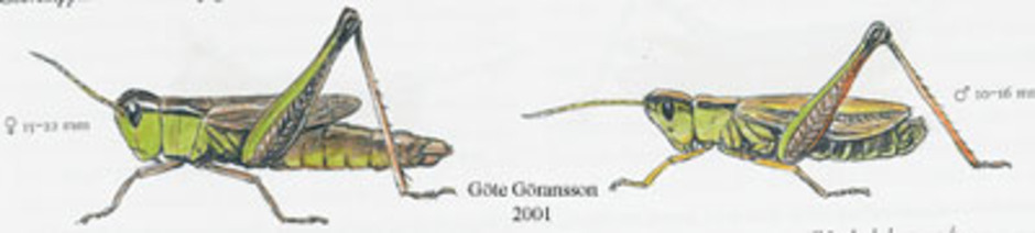 Myrgräshoppa, Chorthippus montanus. Kroppslängd 10 - 22 mm - hona (till vänster) och hane (till höger). Finns i Sverige upp till Lycksele lappmark.