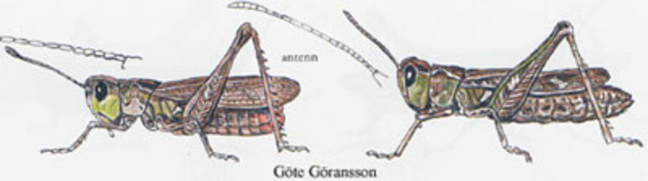 Liten klubbsprötgräshoppa, Myrmeleotettix maculatus. Kroppslängd 12 - 16 mm - hane (till vänster) och hona (till höger). Finns i Sverige upp till Norrbotten och Västerbotten.
