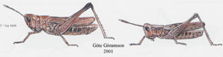 Stor klubbsprötgräshoppa, Gomphocerippus rufus. Kroppslängd 14 - 24 mm - hona (till vänster) och hane (till höger). Finns i Sverige upp till Lule lappmark.