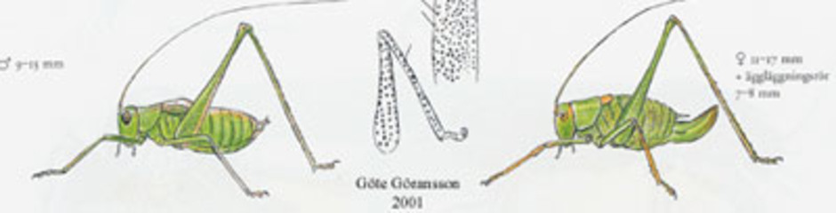 Lövvårtbitare, Leptophyes punctatissima. Kroppslängd 9-17 mm - hane (till vänster) och hona (till höger). Finns i södra Sverige.
