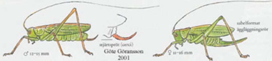 Ekvårtbitare, Meconema thalassinum. Kroppslängd 11-16 mm - hane (till vänster) och hona (till höger). Finns i södra Sverige.