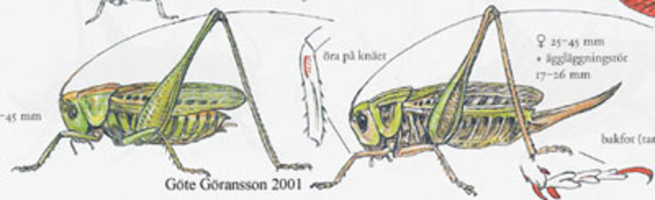 Större vårtbitare, Decticus verrucivorus. Kroppslängd 25 - 45 mm - hane (till vänster) och hona (till höger). Finns i nästan i hela Sverige.