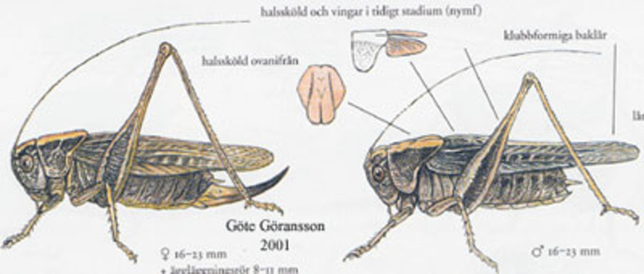 Grå vårtbitare, Platycleis albopunctata. Kroppslängd 16 - 23 mm - hona (till vänster) och hane (till höger). Finns i södra Sverige upp till Östergötland.