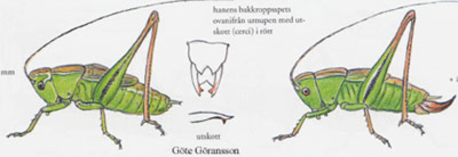 Grön hedvårtbitare, Metrioptera bicolor. Kroppslängd 12-16 mm - hane (till vänster) och hona (till höger). Finns i ett område i Skåne.