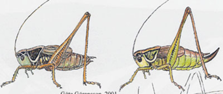 Cicadavårtbitare, Metrioptera roeselii. Kroppslängd 12 - 18 mm - hane (till vänster) och hona (till höger). Finns i Västeråstrakten.