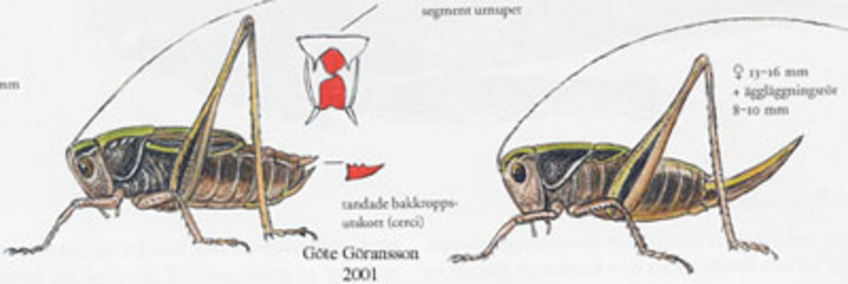 Ljungvårtbitare, Metrioptera brachyptera. Kroppslängd 12 - 16 mm - hane (till vänster) och hona (till höger). Finns i hela Sverige.