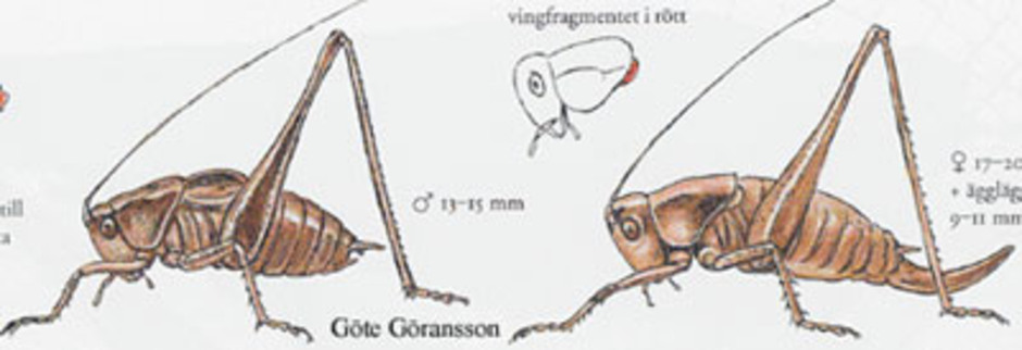 Buskvårtbitare, Pholidoptera griseoaptera. Kroppslängd 13 - 20 mm - hane (till vänster) och hona (till höger). Förekommer upp till Värmland och Uppland.